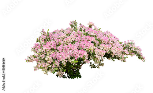 Bush of bougainvillea with on isolated white background with copy space and clipping path.