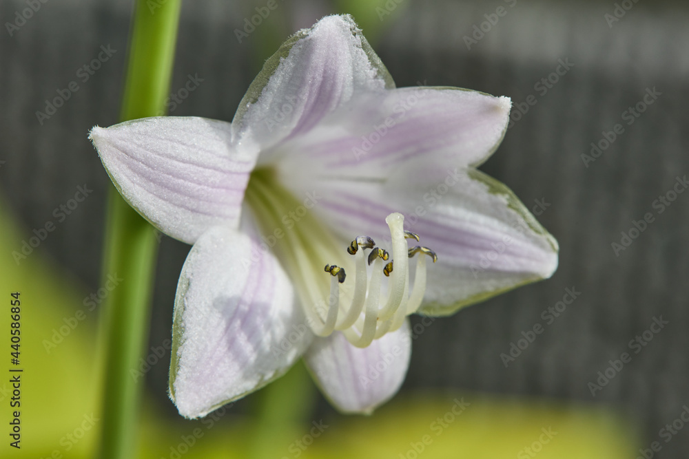 ギボウシの花 ギボウシの花