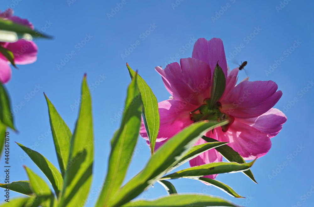 Fototapeta premium Peony flower bottom view - a bloom detail with an insect near the bloom
