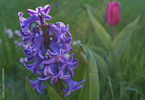 Blooming hyacinth flower in grass