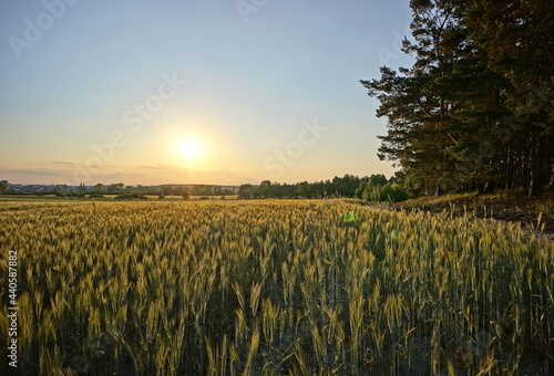 Corn field illuminated by evening sun and part of a forest at sunset