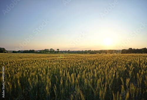 Corn field illuminated by evening sun at sunset
