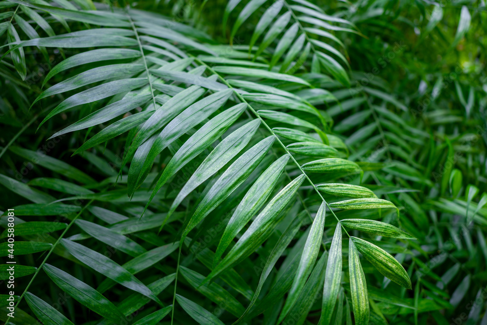 Green palm leaves closeup, abstract background with lush vegetation Green palm leaves closeup, abstract background with lush vegetation