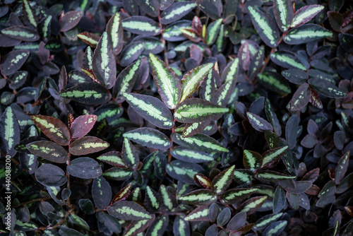 Pellionia, variegated foliage closeup, abstract background