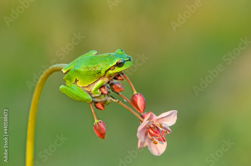 Little green frog Hyla arborea sits on a flower by the lake a summer morning