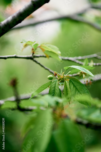 Green cherry berries on a tree branch among the leaves