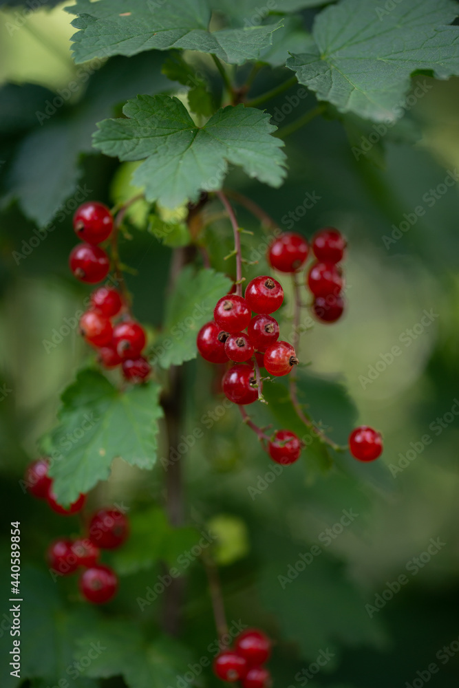 red currant
red currant