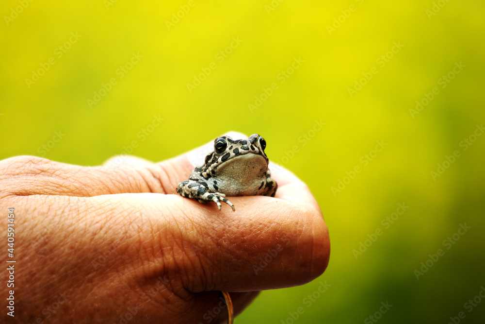 Close-up of human hand holding a tiny frog on a green blurred background