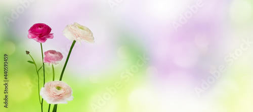 pastell farbene ranunkel blumen vor unscharfem hintergrund mit textfreiraum photo