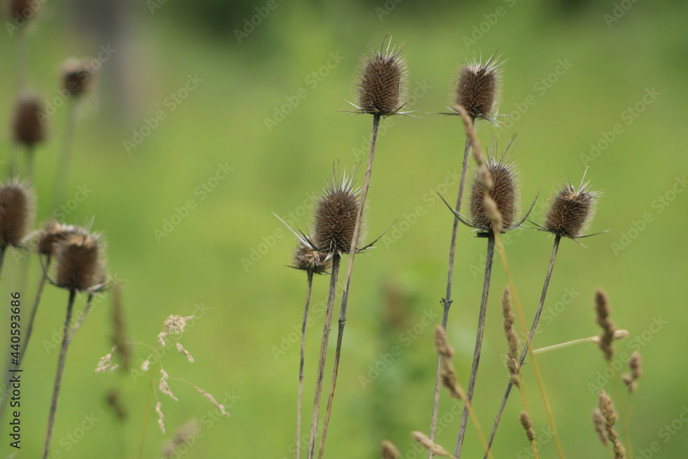 thistle flower thistle flower