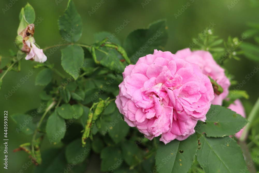 pink rose in garden