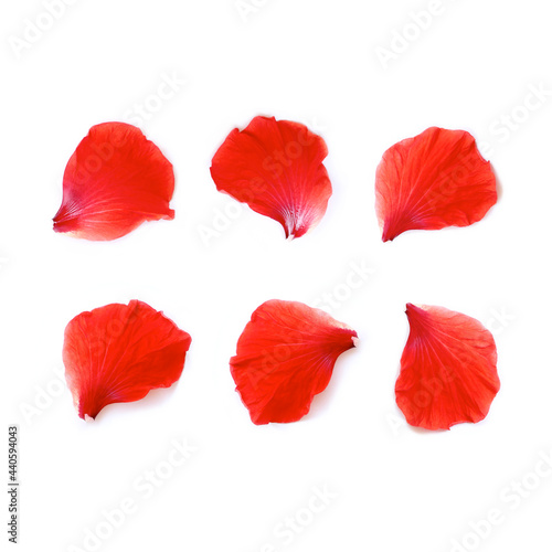 petals of Hibiscus flower or Chinese Rose, Hawaiian hibiscus,Shoe flower, isolated on white background