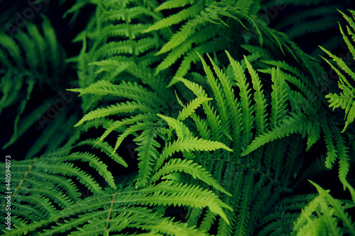 botanical background with green fern leaves