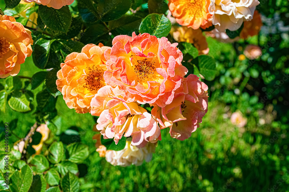 Branch of yellow and pink roses in summer garden Branch of yellow and pink roses in summer garden