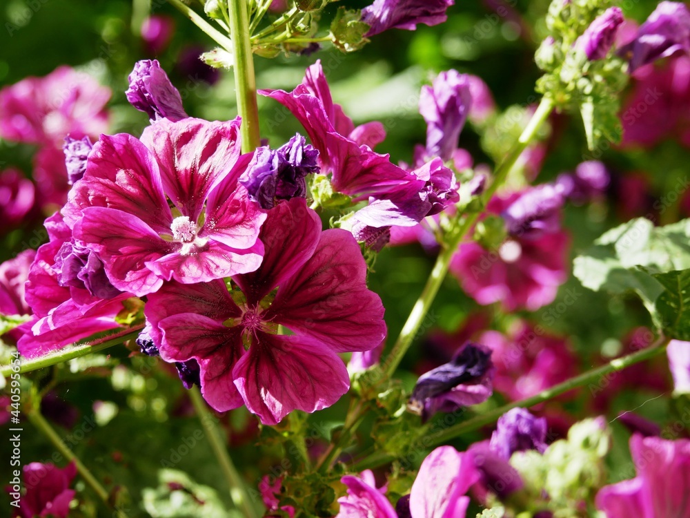Fototapeta premium Mauve en arbre, Malva arborea. Arbuste à fleurs mauve