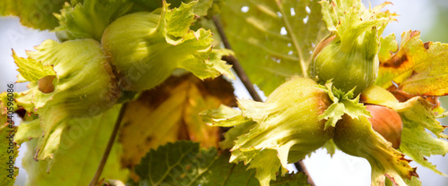 Ripe green hazelnut tree close up detail