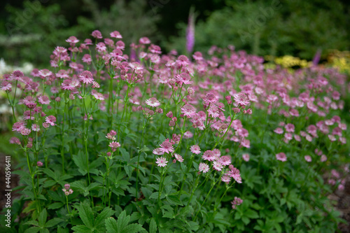 Astrantia millwood crimson, taken with large aperture to gently fade out the background to add softness