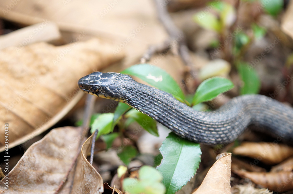 Obraz premium ヤマカガシ 黒化型