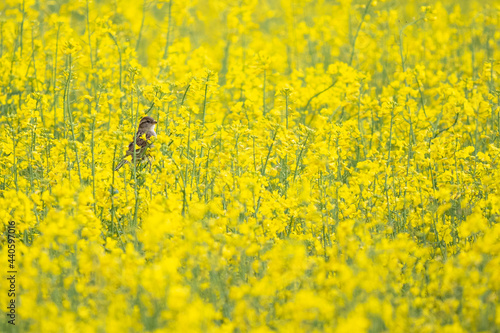 Sparrows and Rapeseed Field © Eduard