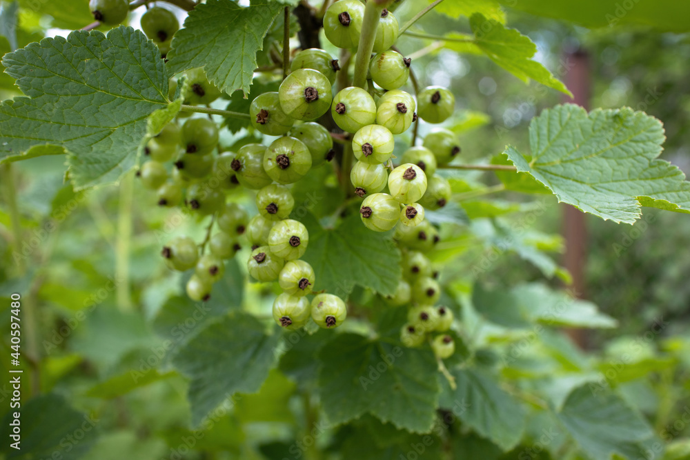A branch of a currant bush with a bunch of unripe green berries A branch of a currant bush with a bunch of unripe green berries