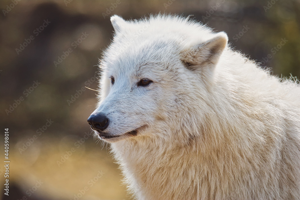 Arctic wolf in the forest