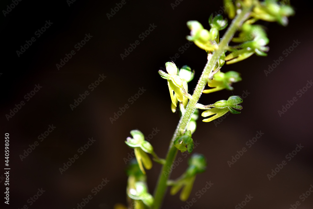 Twayblade, wild orchid of the German flora Twayblade, wild orchid of the German flora
