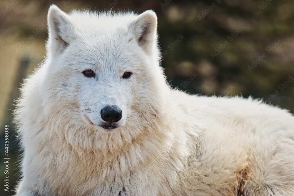 Arctic wolf in the forest