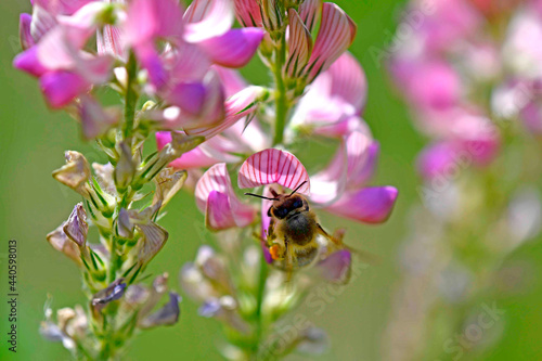 bee on flower of sainfoin photo