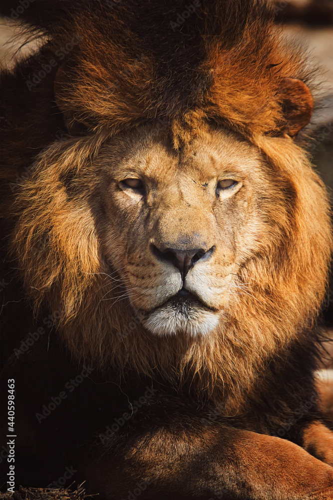 Obraz premium Lion portrait detail