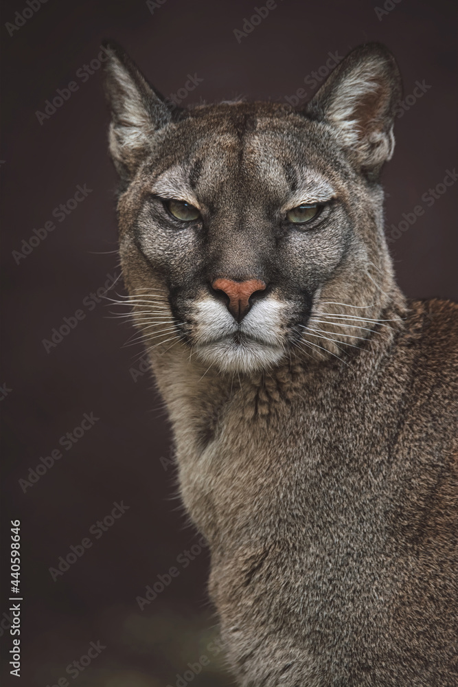 Obraz premium american cougar in portrait