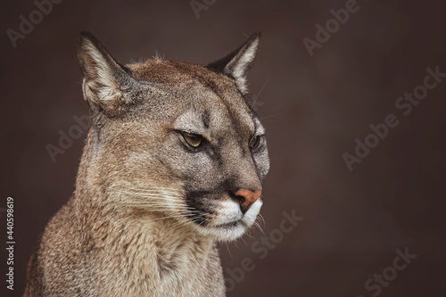 american cougar in portrait