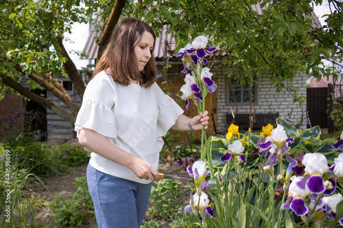 Woman with a sharp knife cuts colorful irises flowers in a garden bed in a blooming garden