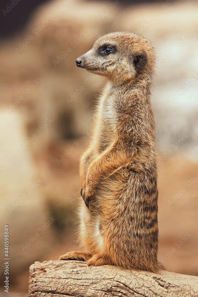 Fototapeta premium Suricate detail portrait