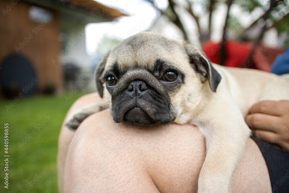 The pug puppy is tired and resting on the lap of the owner