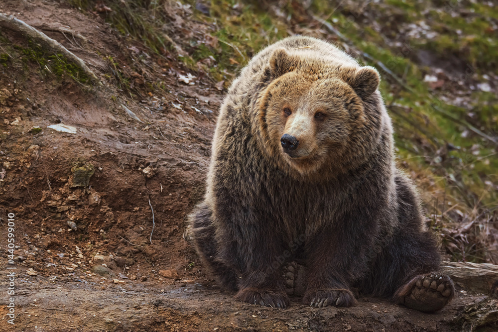 Fototapeta premium Brown bear in forest