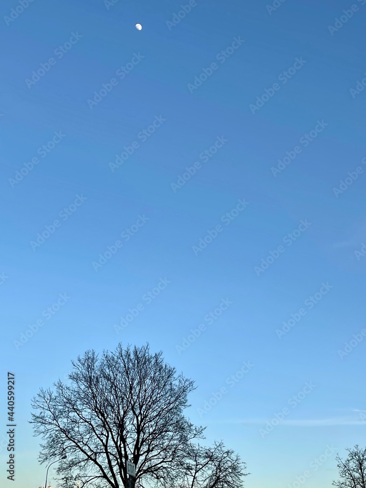 Tree and moon in the sky / Дерево луна и небо (ByKate) Tree and moon in the sky / Дерево луна и небо (ByKate)