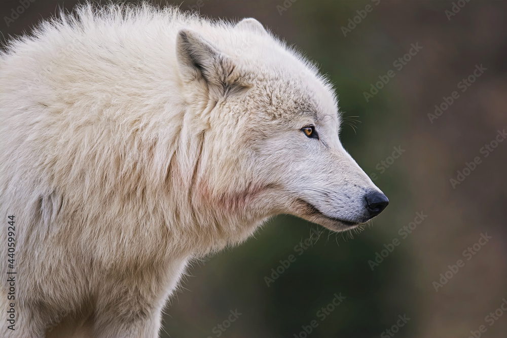 Arctic wolf in the forest Arctic wolf in the forest
