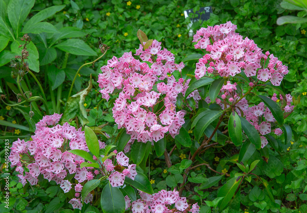 Kalmia latifolia or the mountain laurel, an evergreen shrub which produces large clusters of flowers Kalmia latifolia or the mountain laurel, an evergreen shrub which produces large clusters of flowers