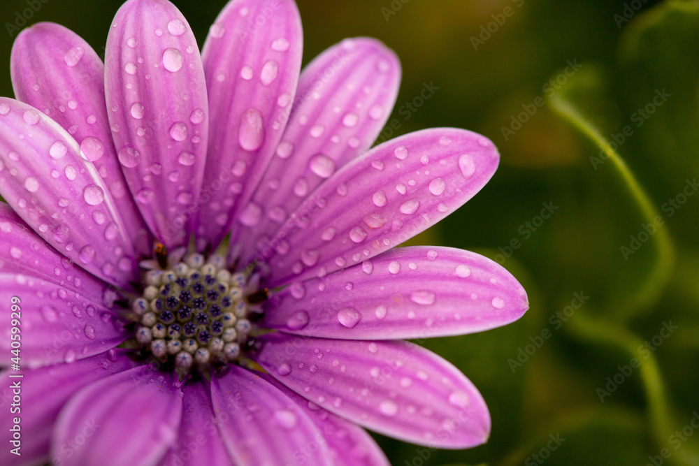 Gartenblume mit Wassertropfen in einem lilablauton Gartenblume mit Wassertropfen in einem lilablauton
