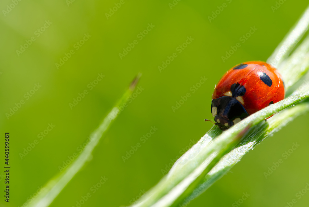 ladybird at morning on green leaf. close-up ladybird at morning on green leaf. close-up