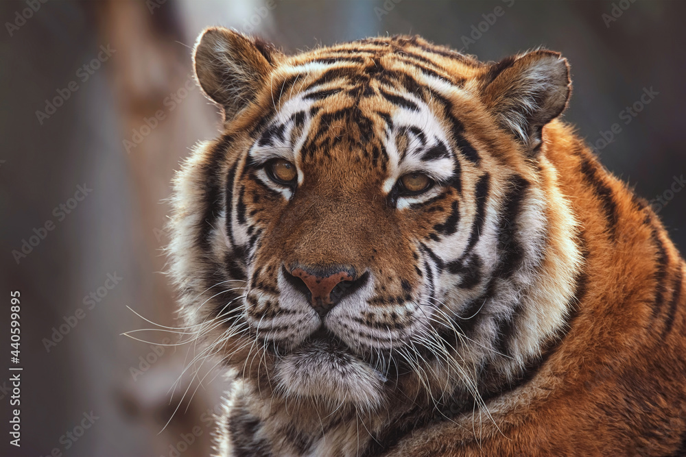 Fototapeta premium portrait of a tiger