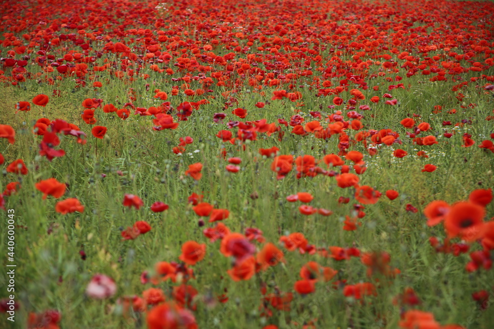 Blooming poppies in the field (focus on the blooms)