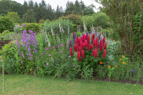 Garden borders packed with colourful lupins, foxgloves, geraniums and more leading  back to the woodland photo