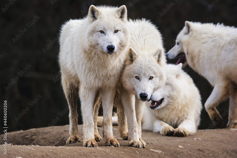 Obraz premium Arctic wolf in the forest