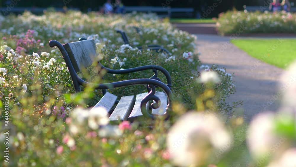 Bench among the roses in the park in 4k slow motion 60fps