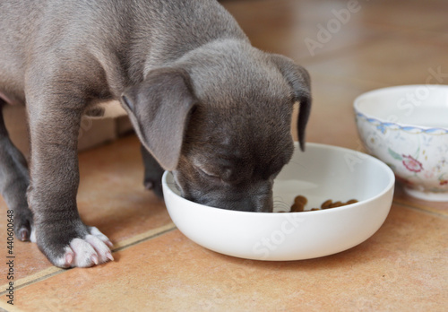 puppy of the blue American Staffordshire Terrier eating from a bowl