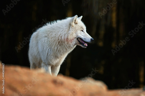 Arctic wolf in the forest