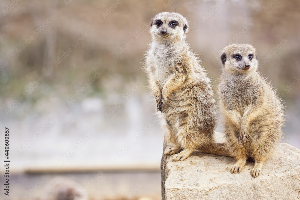 Fototapeta premium Suricate detail portrait