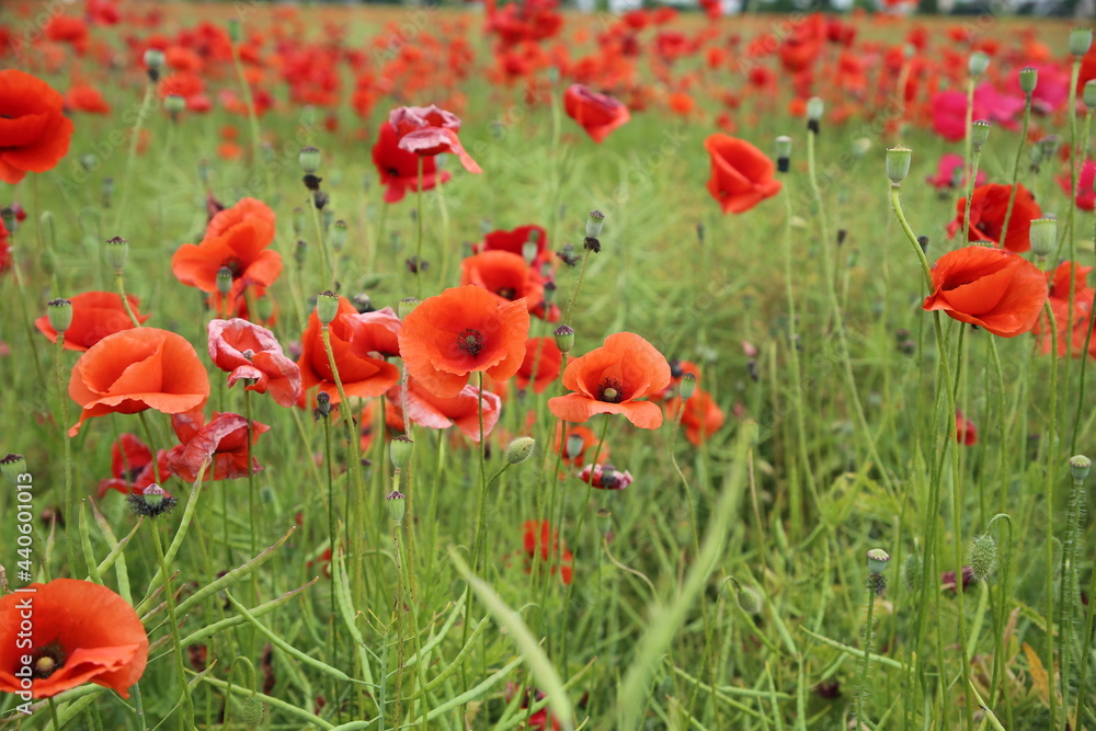 Blooming poppies in the field (focus on the blooms) Blooming poppies in the field (focus on the blooms)