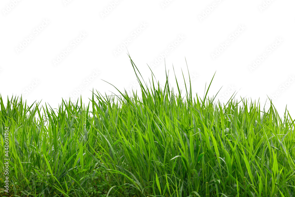 green grass growing isolated on white background green grass growing isolated on white background